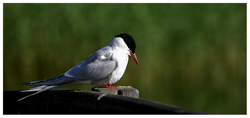 photo "Sterna Paradisaea" tags: nature, wild animals