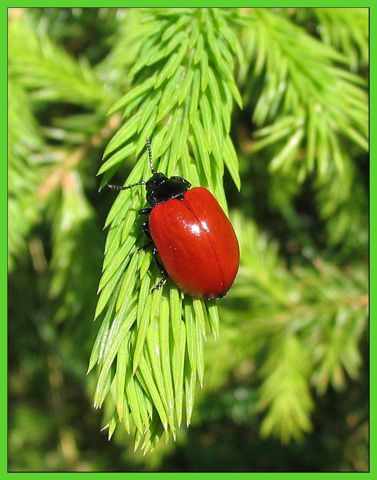 photo "green, red, black" tags: macro and close-up, 