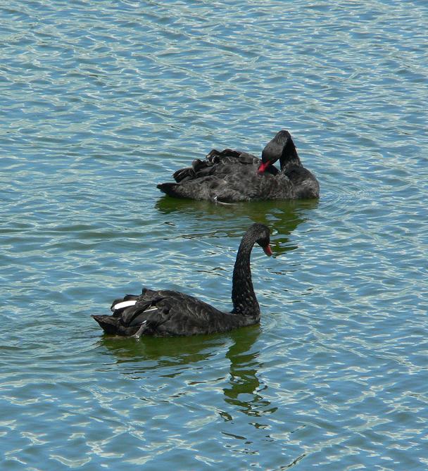 photo "Black swans" tags: nature, wild animals