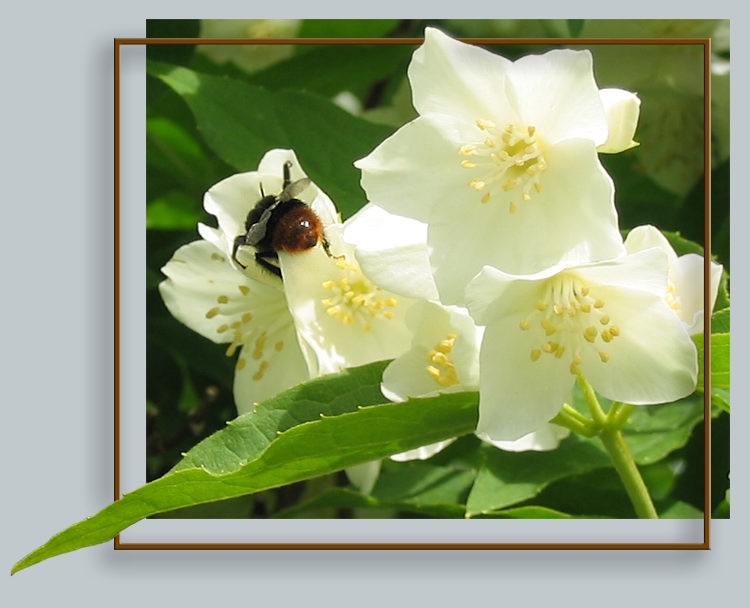 photo "Jasmine refuelling" tags: nature, flowers, insect