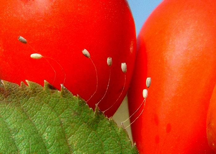 photo "Eggs of Chrysopa sp." tags: nature, insect