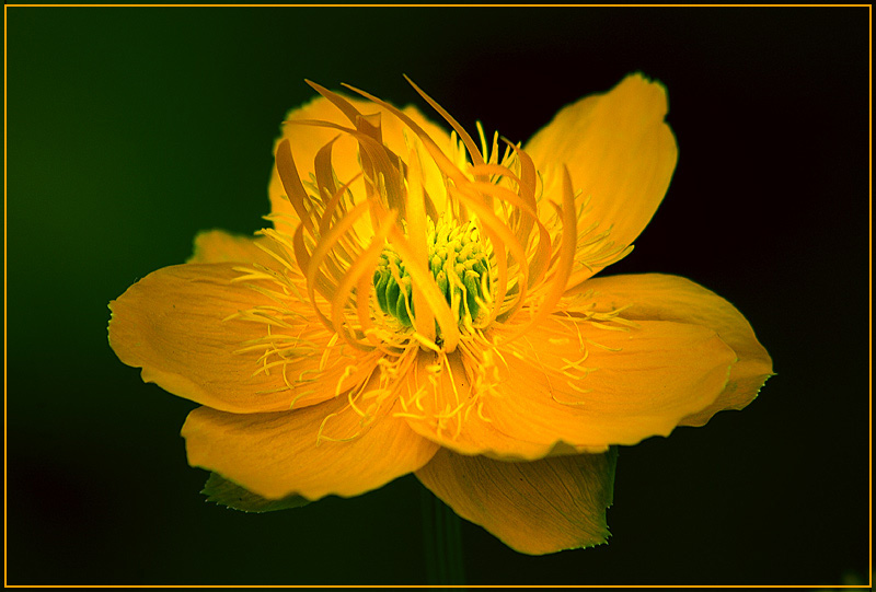 photo "* * *" tags: nature, macro and close-up, flowers