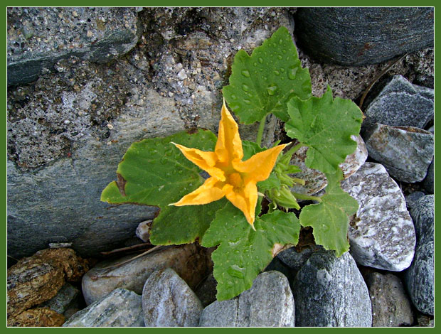 photo "pumpkin on the rock" tags: nature, macro and close-up, flowers