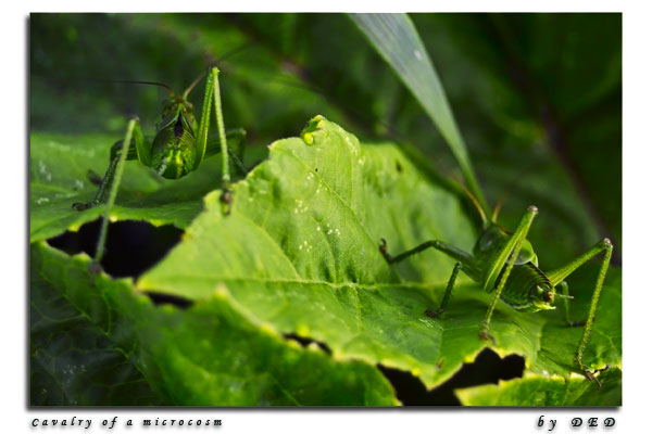 photo "Cavalry of a microcosm" tags: nature, insect