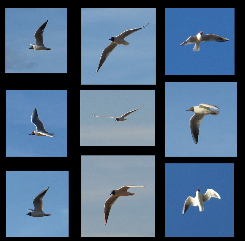 photo "Geometry of the flight" tags: nature, reporting, wild animals