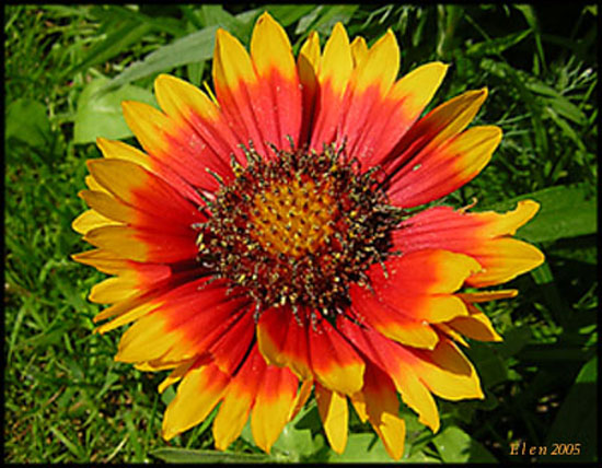 photo "beauty" tags: macro and close-up, nature, flowers