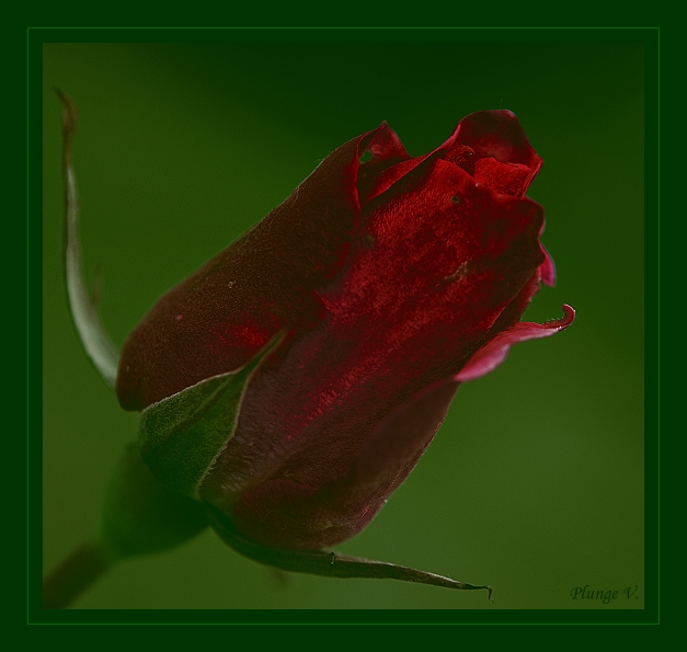 фото "Red - Rose - Love...." метки: природа, фотомонтаж, цветы