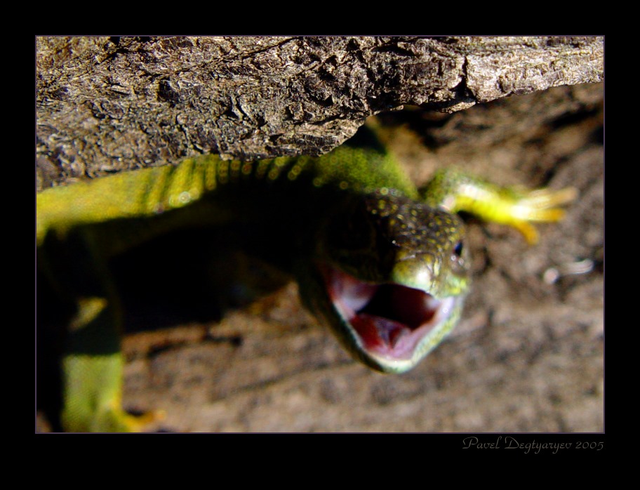 photo "Bravery of the hopelessness" tags: nature, macro and close-up, wild animals