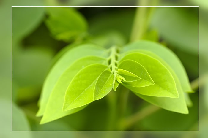 photo "Leaf 01" tags: macro and close-up, nature, flowers