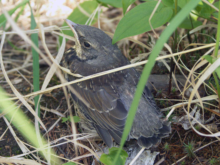 photo "nestling" tags: nature, wild animals