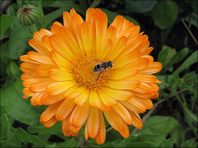 photo "Calendula" tags: nature, macro and close-up, flowers