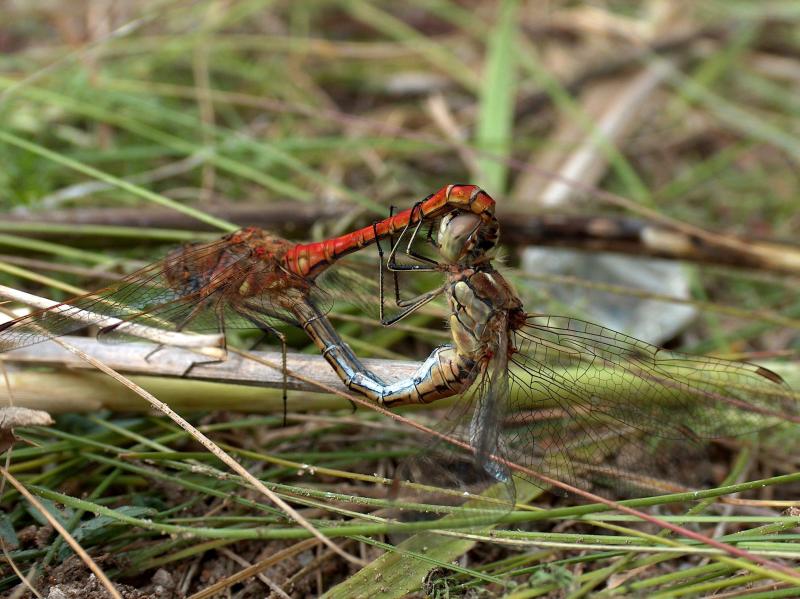 photo "Love 2" tags: nature, insect