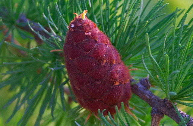 photo "cone... just cone" tags: macro and close-up, nature, flowers