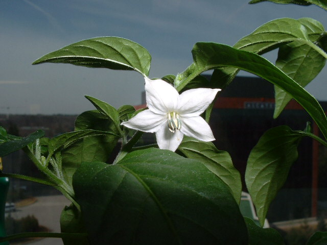 photo "Blooming Thai Pepper" tags: nature, flowers