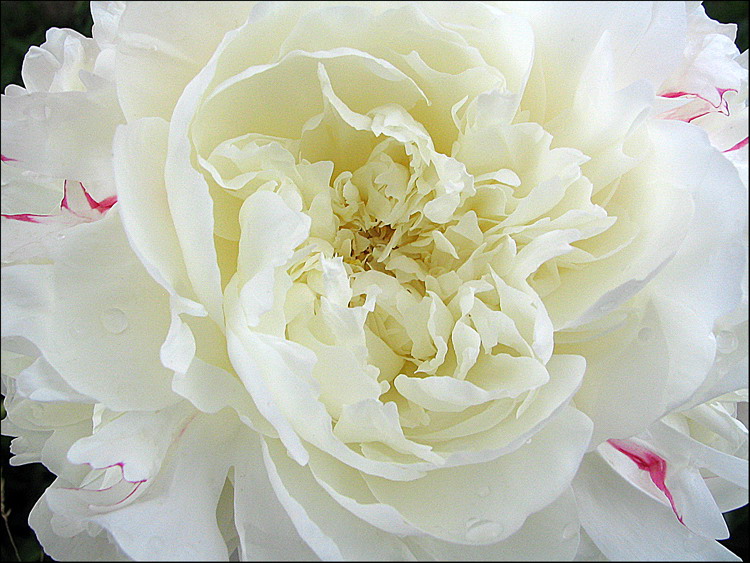 photo "Magic Peony" tags: nature, macro and close-up, flowers