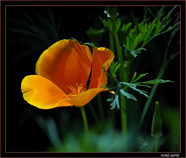 photo "for christiane" tags: nature, macro and close-up, flowers