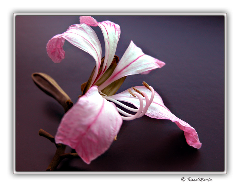 photo "Trident" tags: macro and close-up, nature, flowers