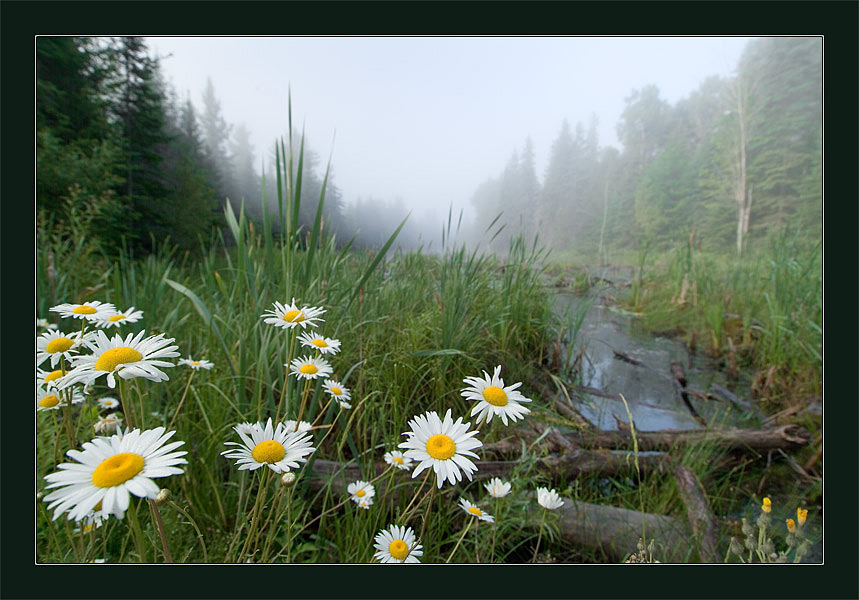 photo "Dasies" tags: landscape, forest, summer