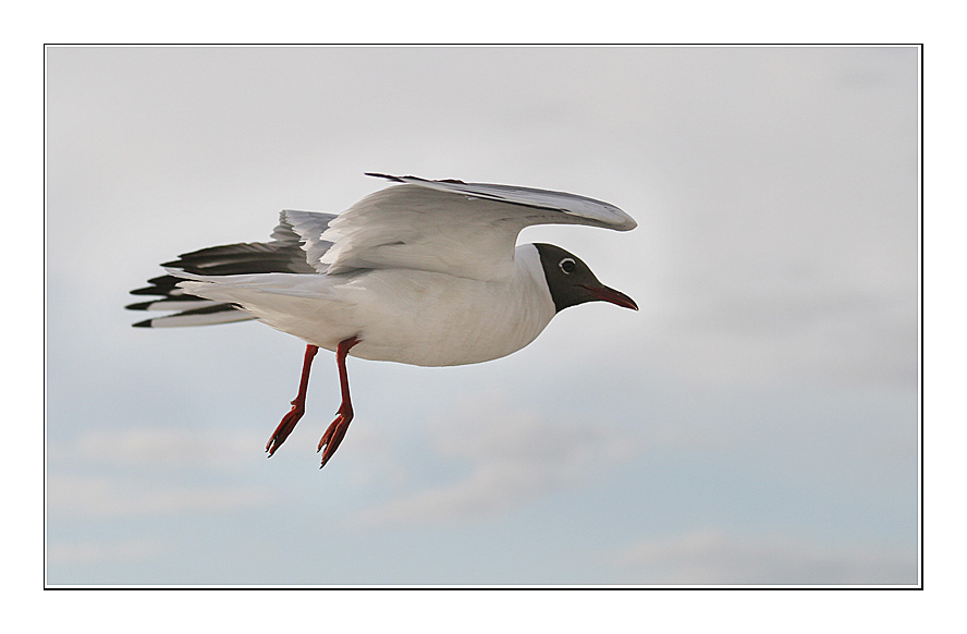 фото "EL Pajaro...#2" метки: природа, дикие животные