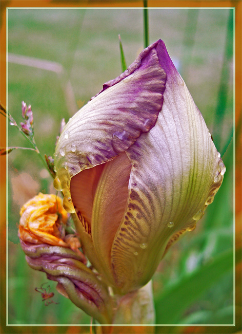 photo "Giving birth" tags: macro and close-up, nature, flowers