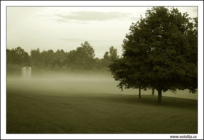 фото "Silence" метки: пейзаж, лес, лето