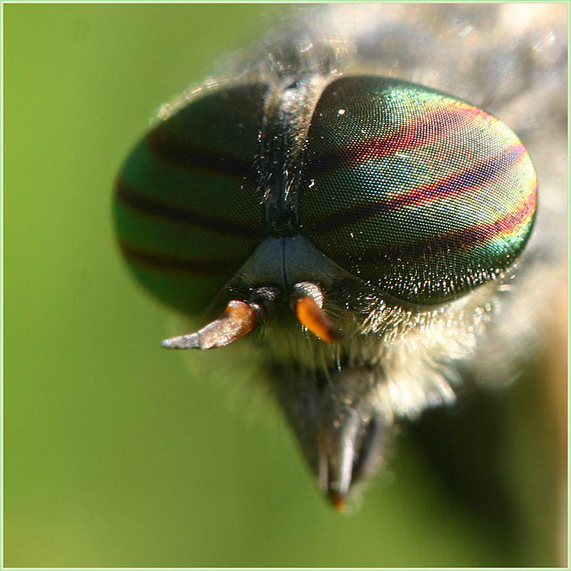 photo "***" tags: macro and close-up, 