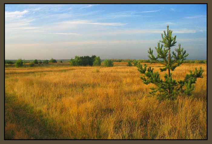 photo "Lonely" tags: landscape, summer