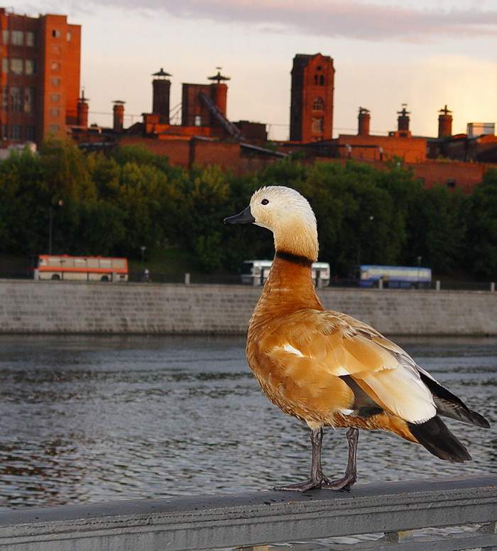 photo "Courageous bird" tags: nature, 