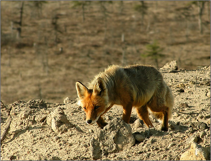 photo "Hunting" tags: nature, wild animals