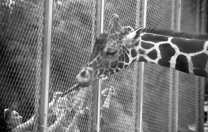 photo "Hungry giraffe" tags: genre, black&white, 