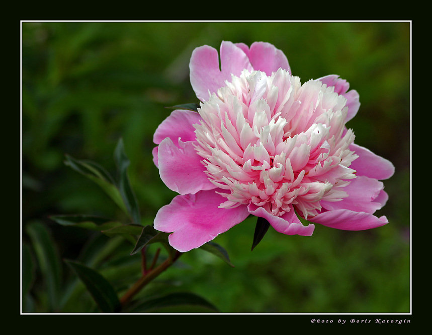 photo "Peony" tags: macro and close-up, nature, flowers