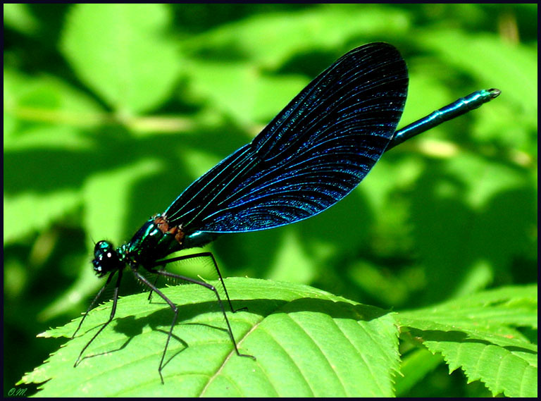 фото "Черная красавица" метки: природа, макро и крупный план, насекомое
