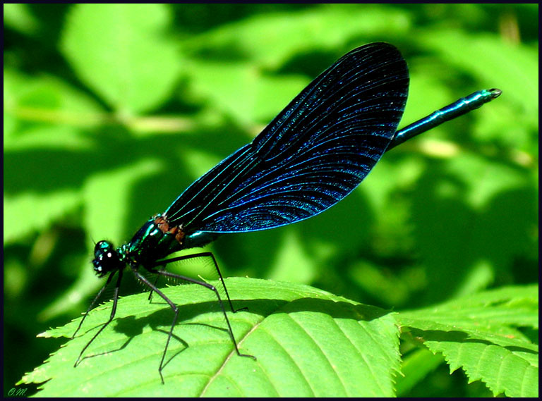 photo "Schwarze Schoenheit" tags: nature, macro and close-up, insect