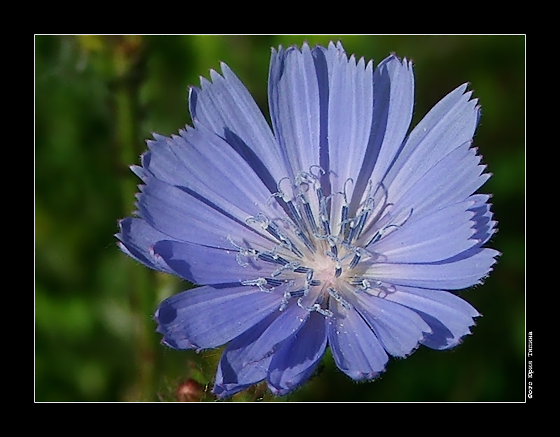 photo "Chicory" tags: nature, macro and close-up, flowers