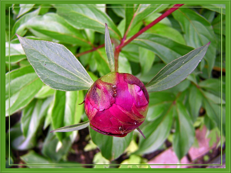 photo "Two and sphere" tags: macro and close-up, nature, insect