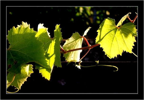 фото "Nature..." метки: макро и крупный план, природа, цветы