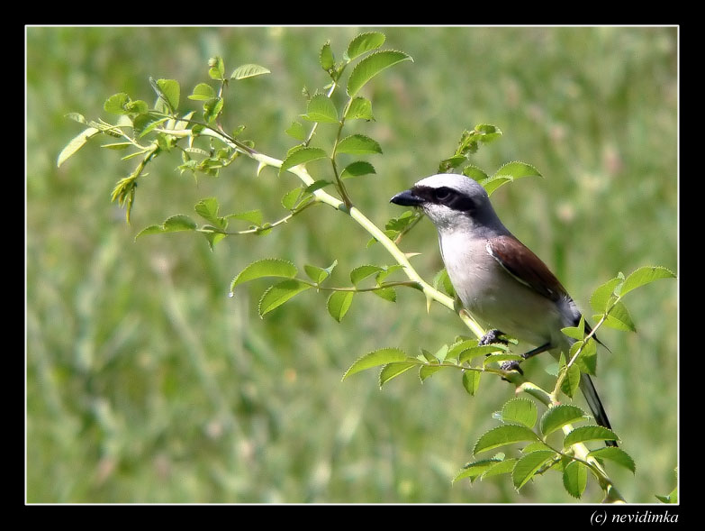 photo "blackthorn singer" tags: nature, wild animals