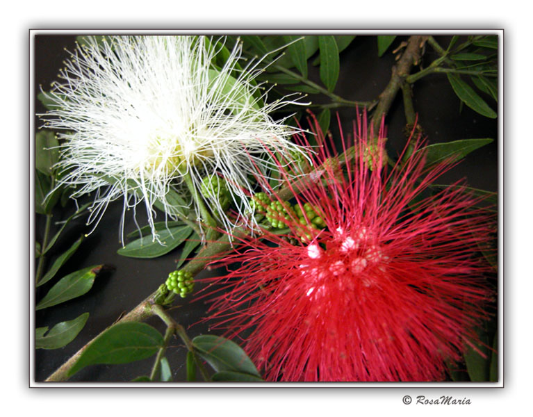 photo "Fireworks" tags: macro and close-up, nature, flowers