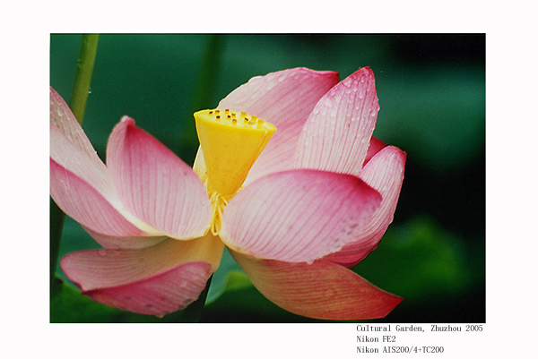 фото "Lotus (2)" метки: природа, цветы