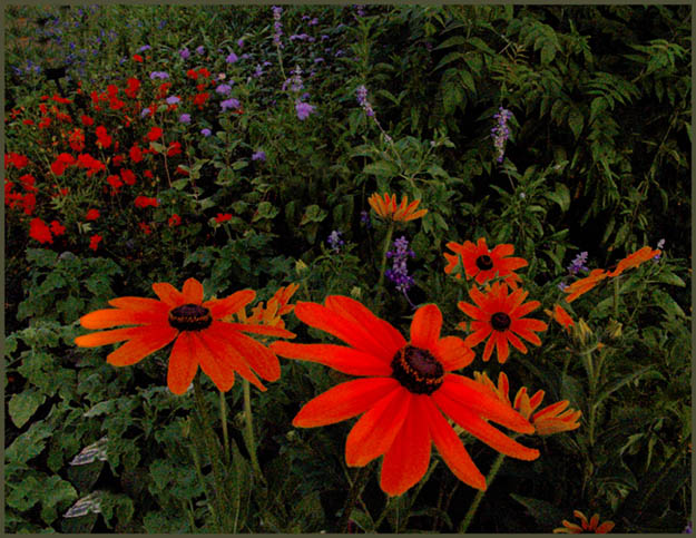 photo "dream forest" tags: nature, landscape, flowers