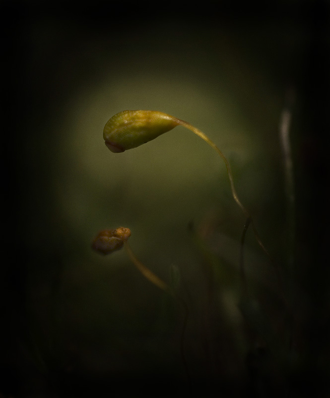 photo "Secret life of a grass" tags: macro and close-up, nature, flowers