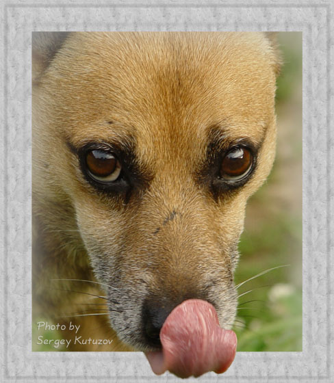 photo "Mad dog" tags: nature, humor, pets/farm animals