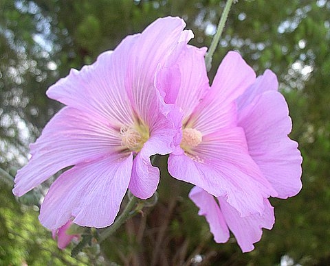 photo "Butterf..lower" tags: nature, macro and close-up, flowers