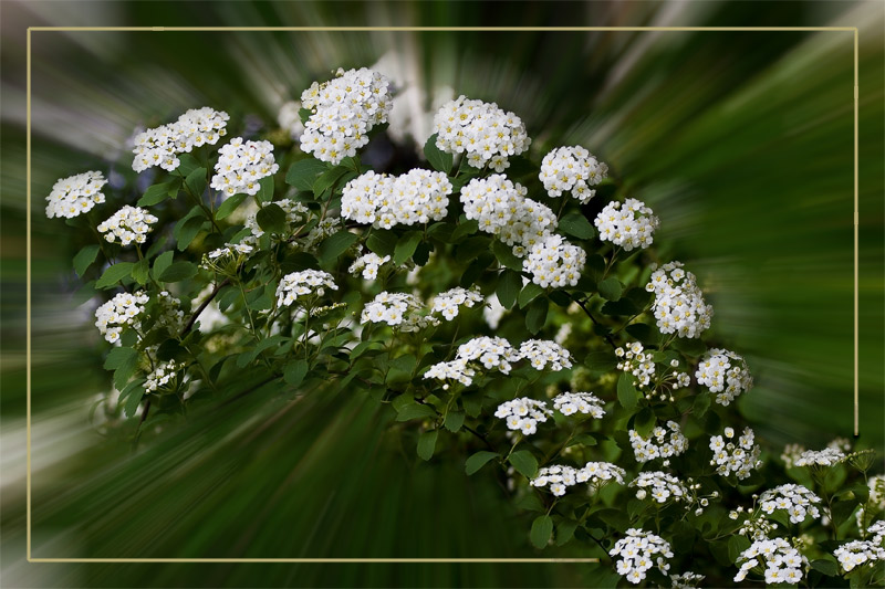 photo "* * *" tags: nature, flowers
