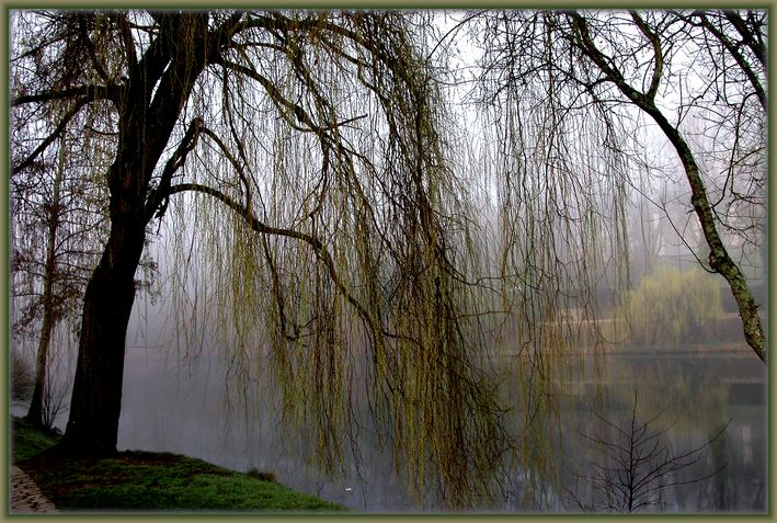 photo "Fogs and mists - 02" tags: nature, landscape, flowers, water