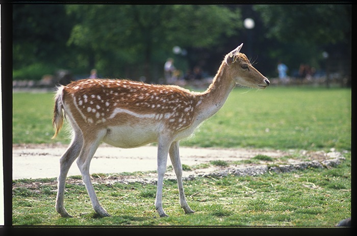 photo "* * *" tags: nature, wild animals