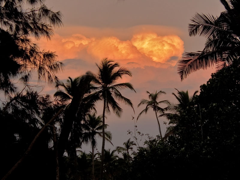 photo "Palm Trees in sunset Goa" tags: nature, landscape, flowers, forest