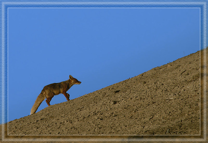 photo "Лисья диагональ" tags: nature, wild animals