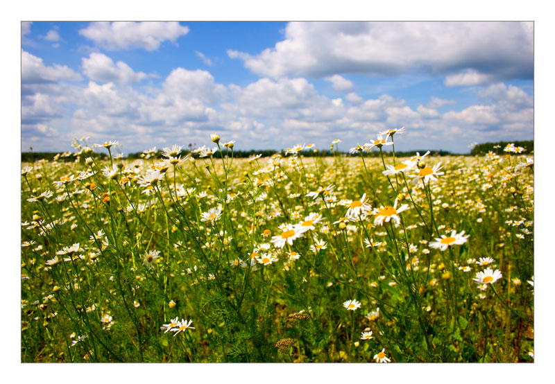 photo "N84" tags: nature, landscape, flowers, summer