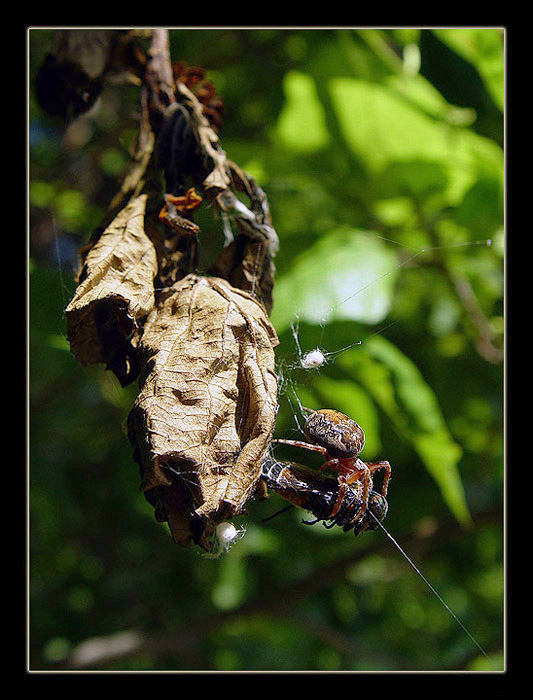 photo "Suddenly, some spider..." tags: nature, macro and close-up, insect